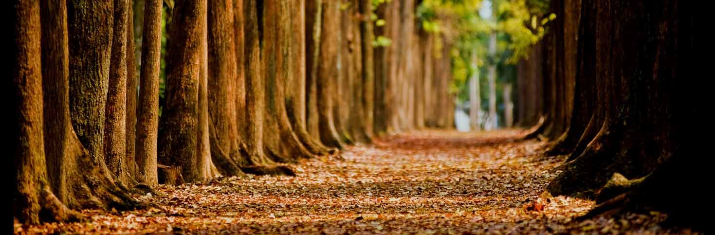 trees-bg.jpg