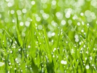 dewy-grass.jpg